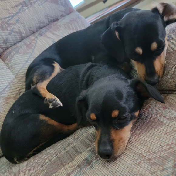 Meet your Posher, Tanya - Picture 8 of 8